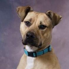 Enlarge Liv (Olive), a Adoptable mixed breed in Yankton, SD image 1/6