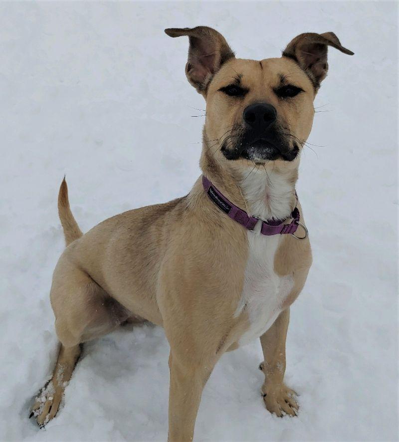 Enlarge Olive, a Adoptable mixed breed in Yankton, SD image 2/6