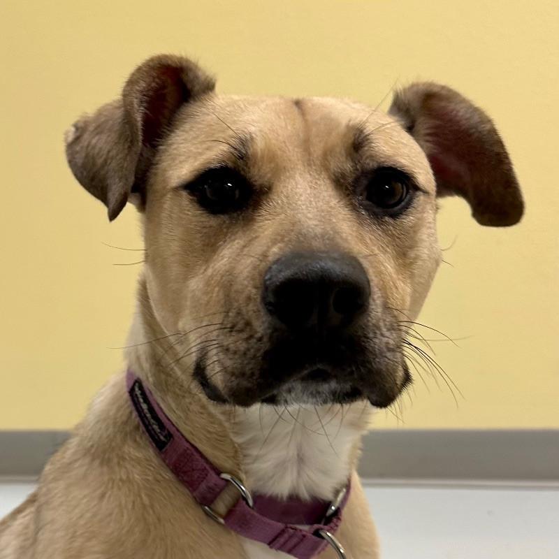 Enlarge Olive, a Adoptable mixed breed in Yankton, SD image 3/6