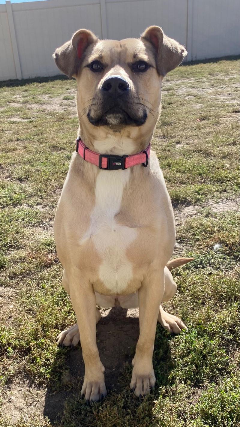 Enlarge Olive, a Adoptable mixed breed in Yankton, SD image 4/6