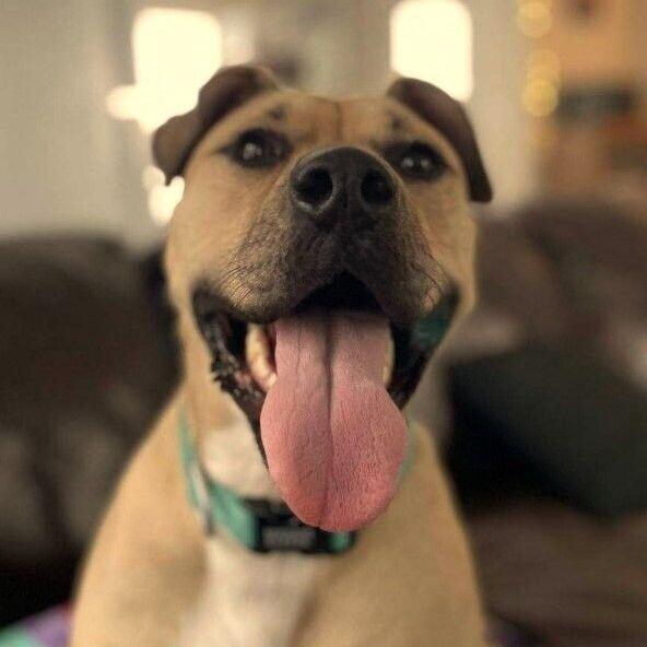 Enlarge Olive, a Adoptable mixed breed in Yankton, SD image 5/6