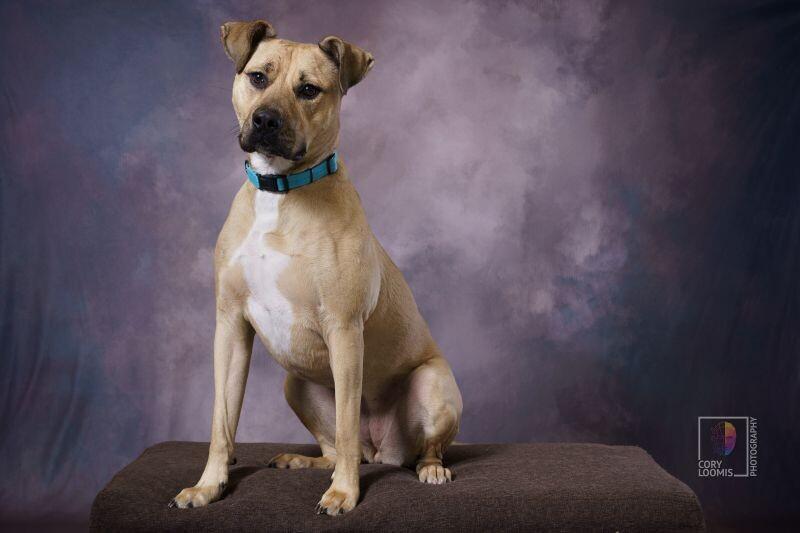 Enlarge Olive, a Adoptable mixed breed in Yankton, SD image 6/6
