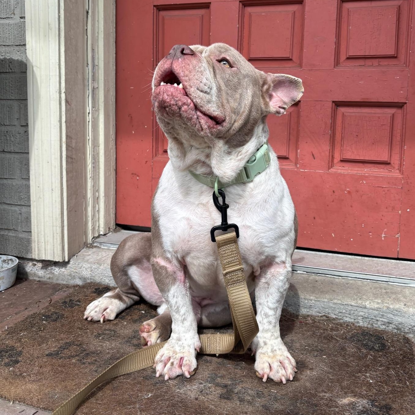 Enlarge Bennie, an adopted mixed breed in New Orleans, LA image 3/5