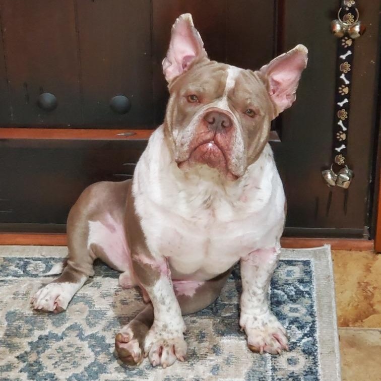 Bennie, adopted, Adult Male French Bulldog.