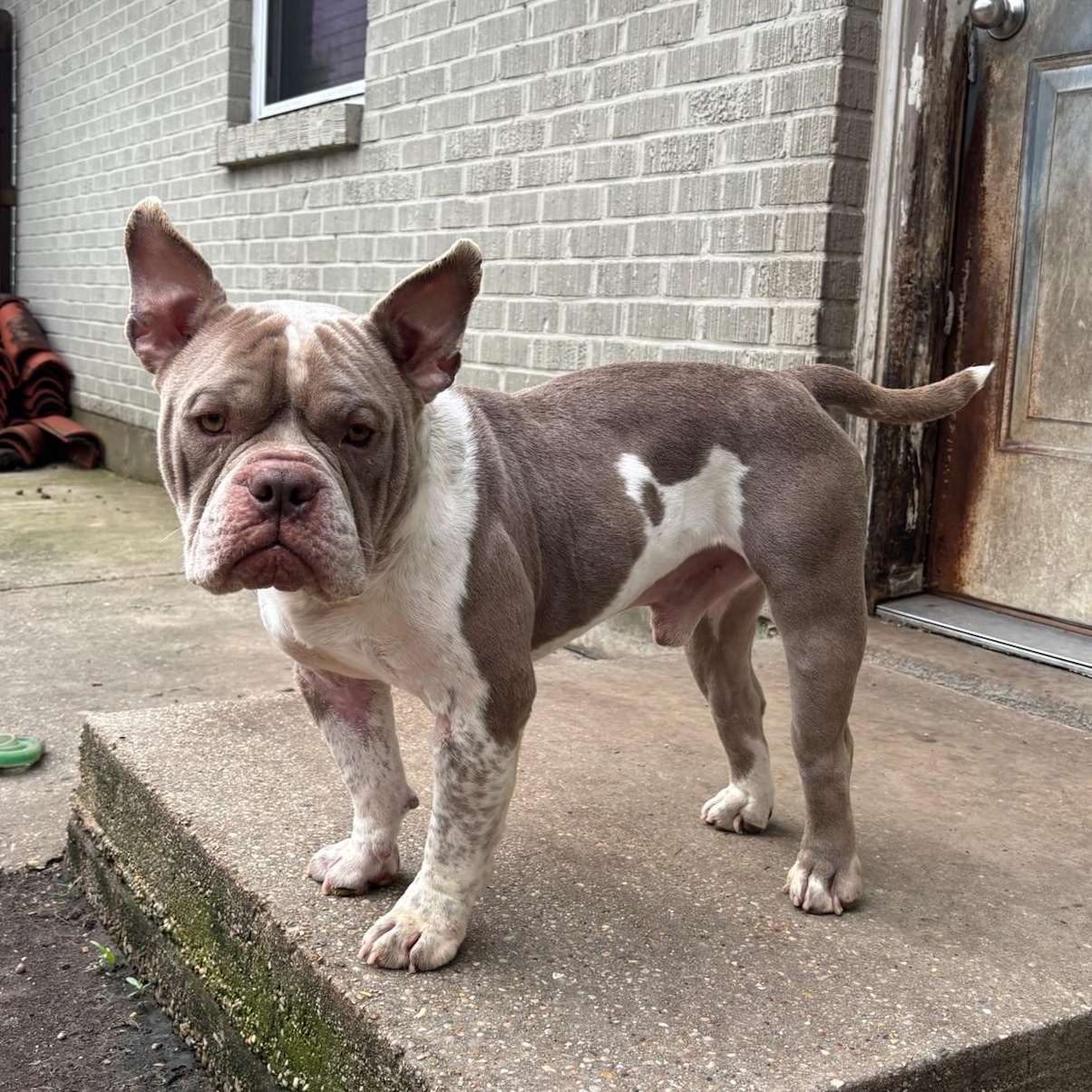 Enlarge Bennie, an adopted mixed breed in New Orleans, LA image 2/5