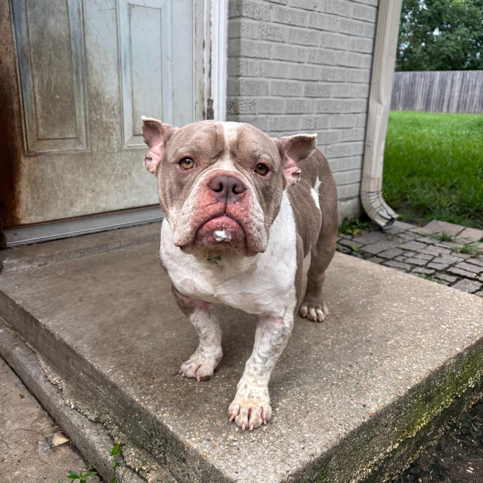 Enlarge Bennie, an adopted mixed breed in New Orleans, LA image 4/5