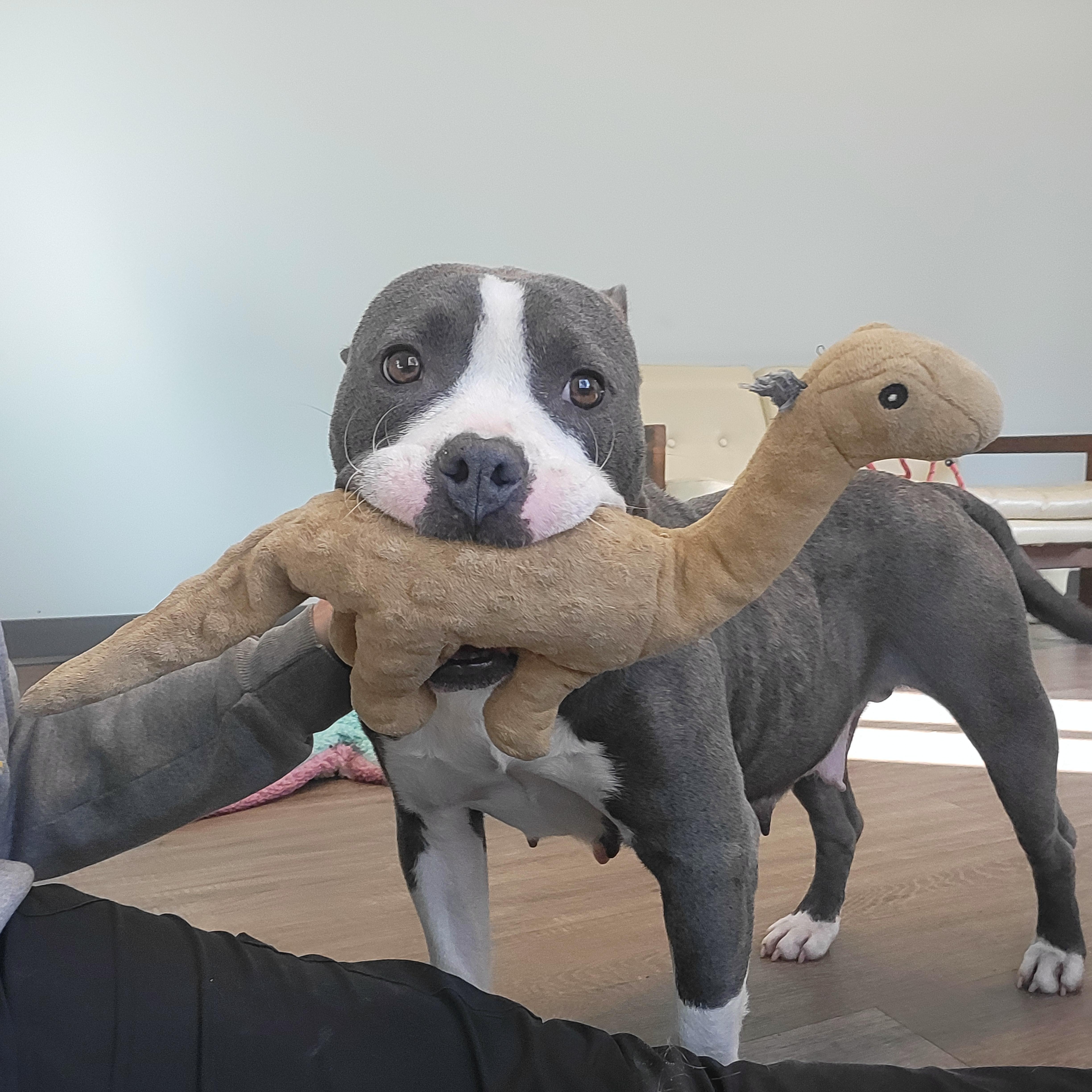 Pearl, Adoptable, Adult Female American Bully.