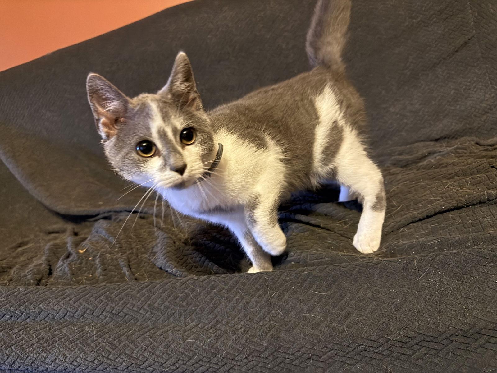 Marble, Adoptable, Kitten Male Domestic Short Hair.