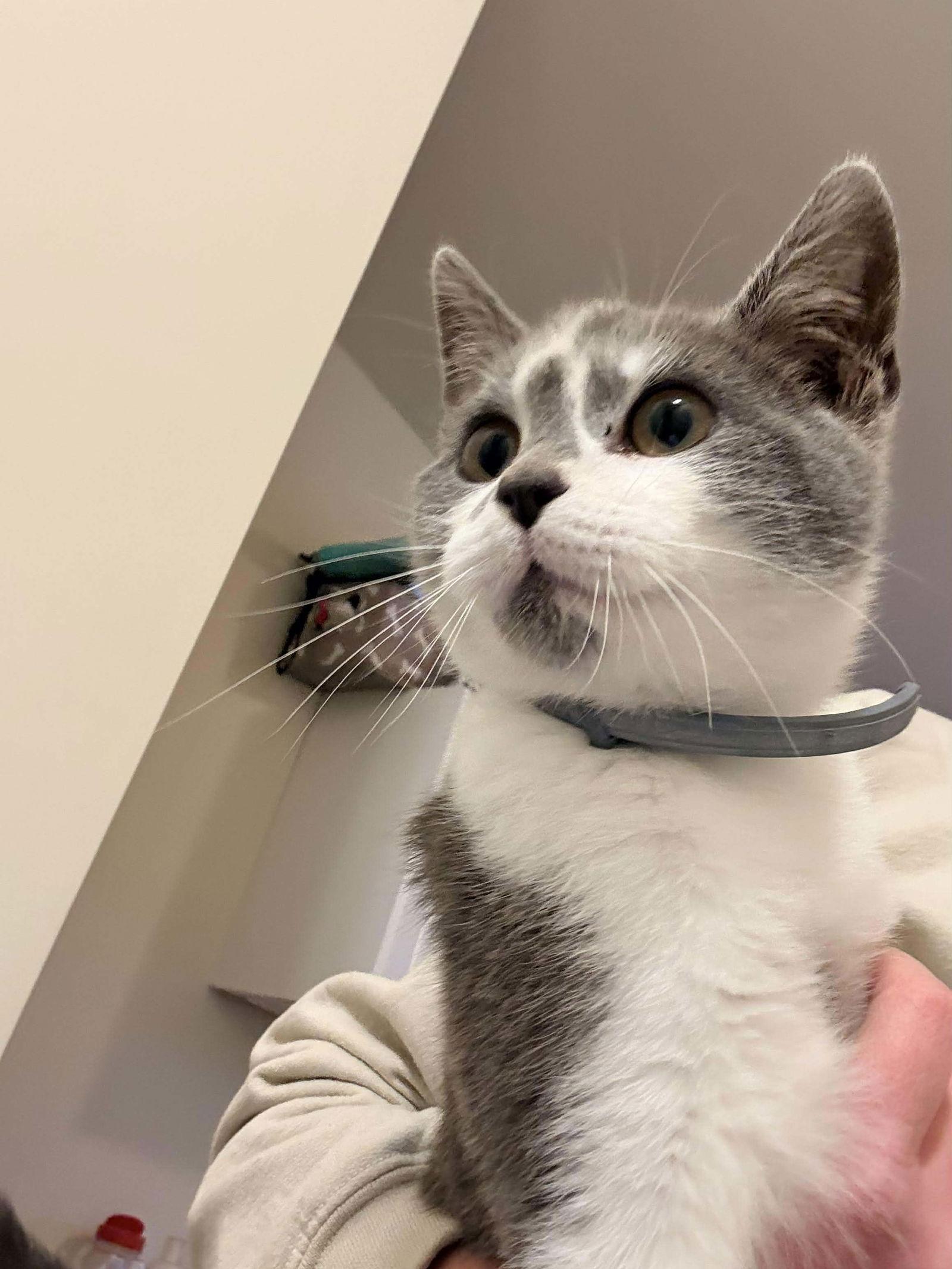 Enlarge Marble, a Adoptable Domestic Short Hair in Roxboro, NC image 2/3