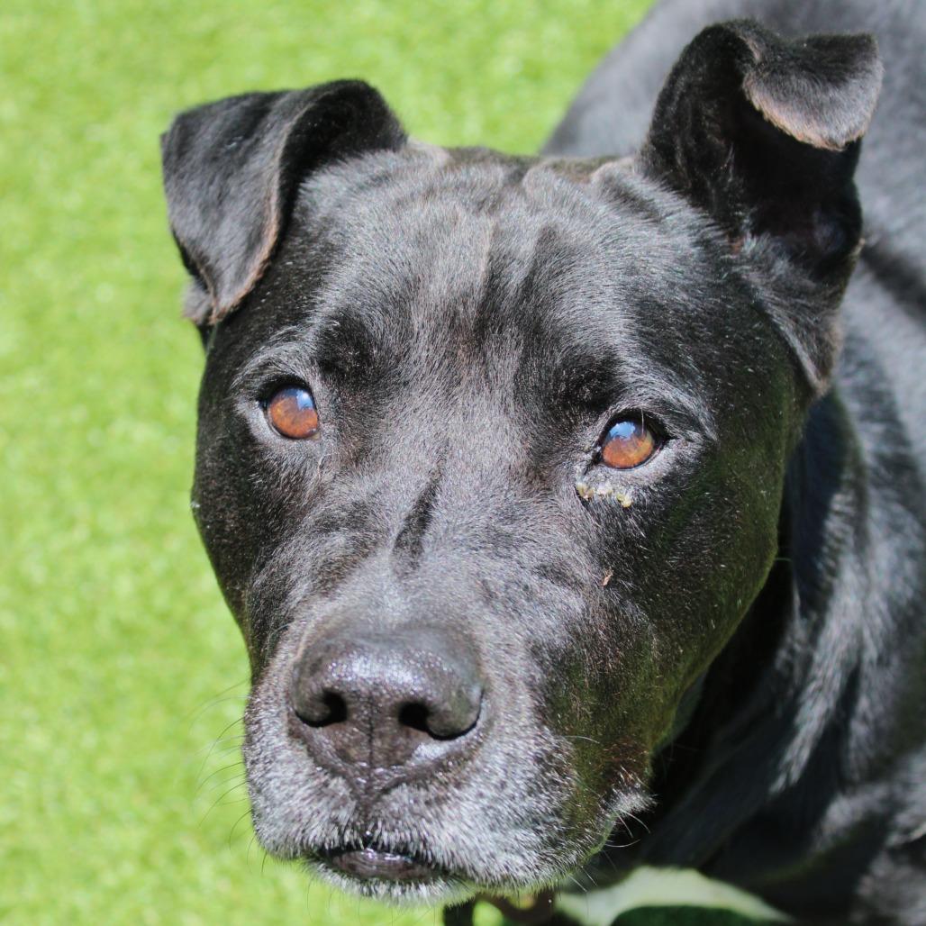 Beef Jerky, Adoptable, Adult Male Pit Bull Terrier.