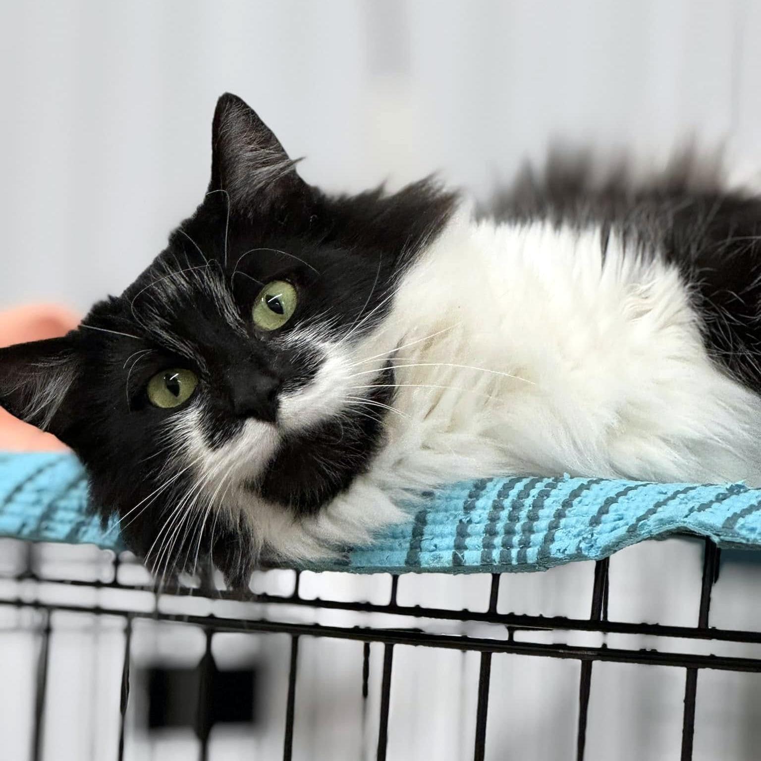 Enlarge Calliope, a ADOPTABLE Domestic Long Hair in Pittsburgh, PA image 3/4