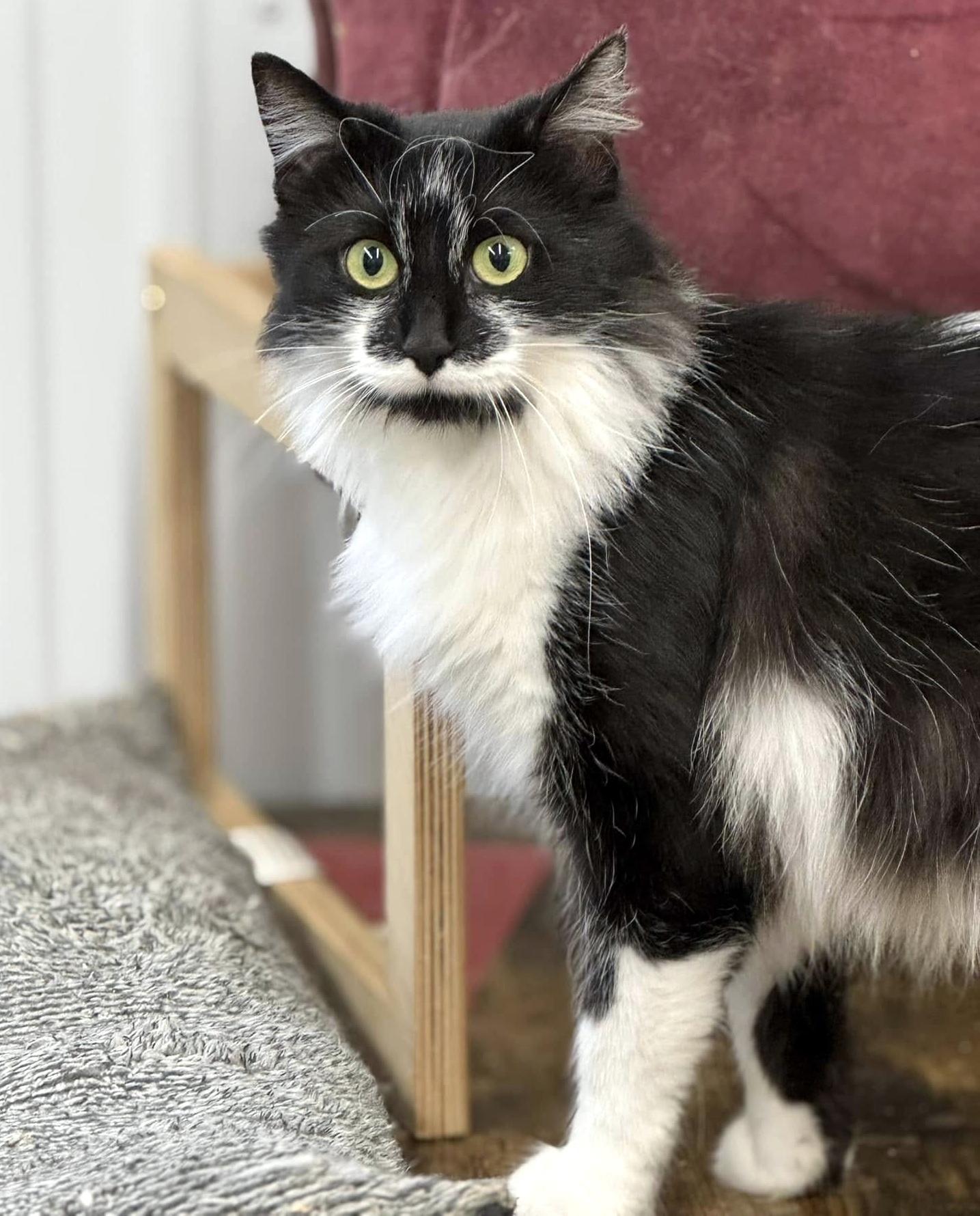 Enlarge Calliope, a ADOPTABLE Domestic Long Hair in Pittsburgh, PA image 2/4