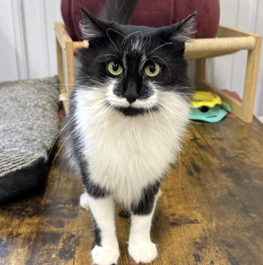 Calliope, ADOPTABLE, Adult Female Domestic Long Hair.