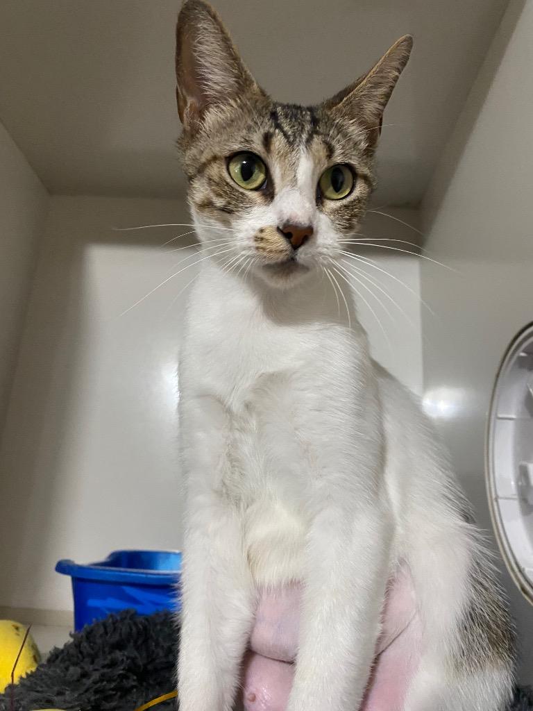Enlarge Coral, a Adoptable mixed breed in Corpus Christi, TX image 1/1