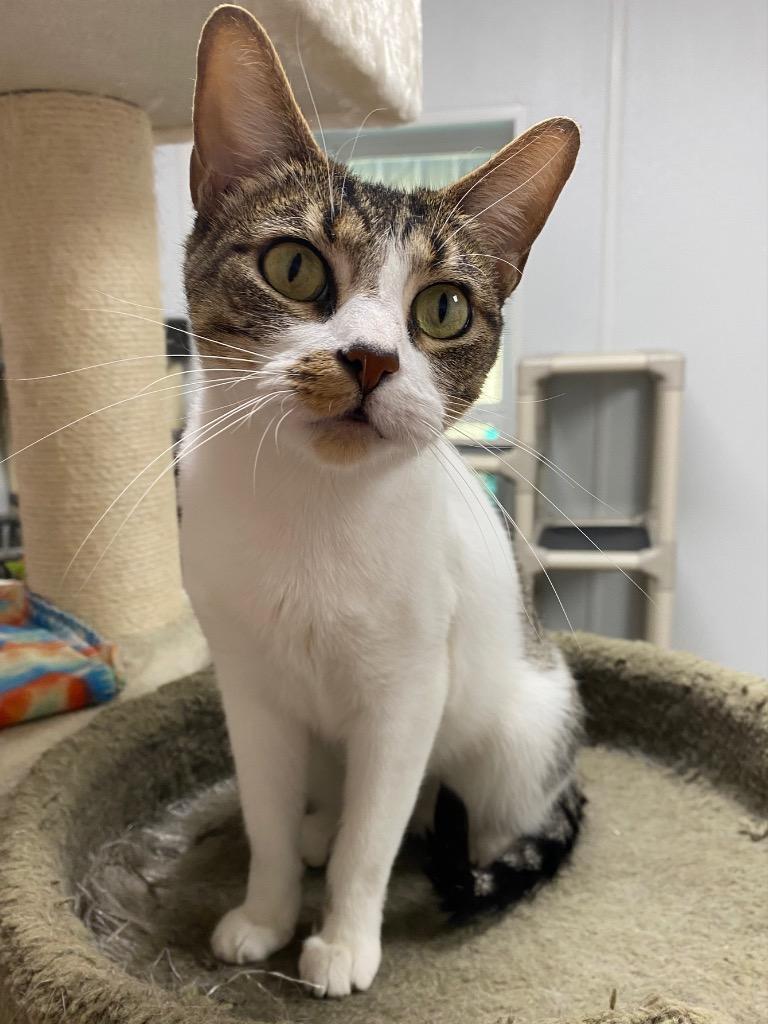 Enlarge Coral, a Adoptable mixed breed in Corpus Christi, TX image 2/2