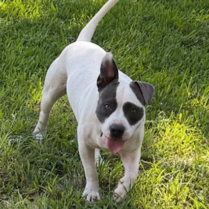 Enlarge Tater, a Adopted mixed breed in Albany, NY image 3/5