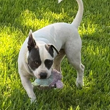 Enlarge Tater, a Adopted mixed breed in Albany, NY image 4/5
