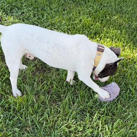 Enlarge Tater, a Adopted mixed breed in Albany, NY image 5/5