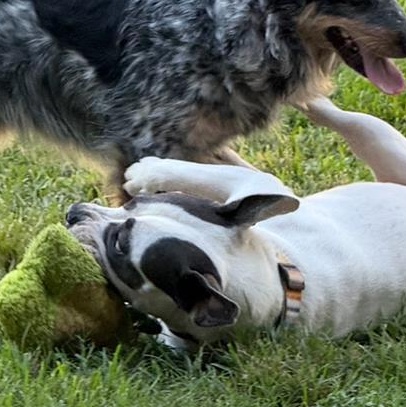 Enlarge Tater, a Adopted mixed breed in Albany, NY image 2/5