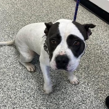 Enlarge Tater, a Adopted mixed breed in Albany, NY image 1/5