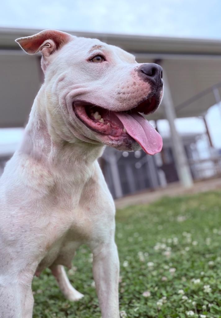 Angel/Hennessy/Momma Hen, Adoptable, Adult Female Pit Bull Terrier.