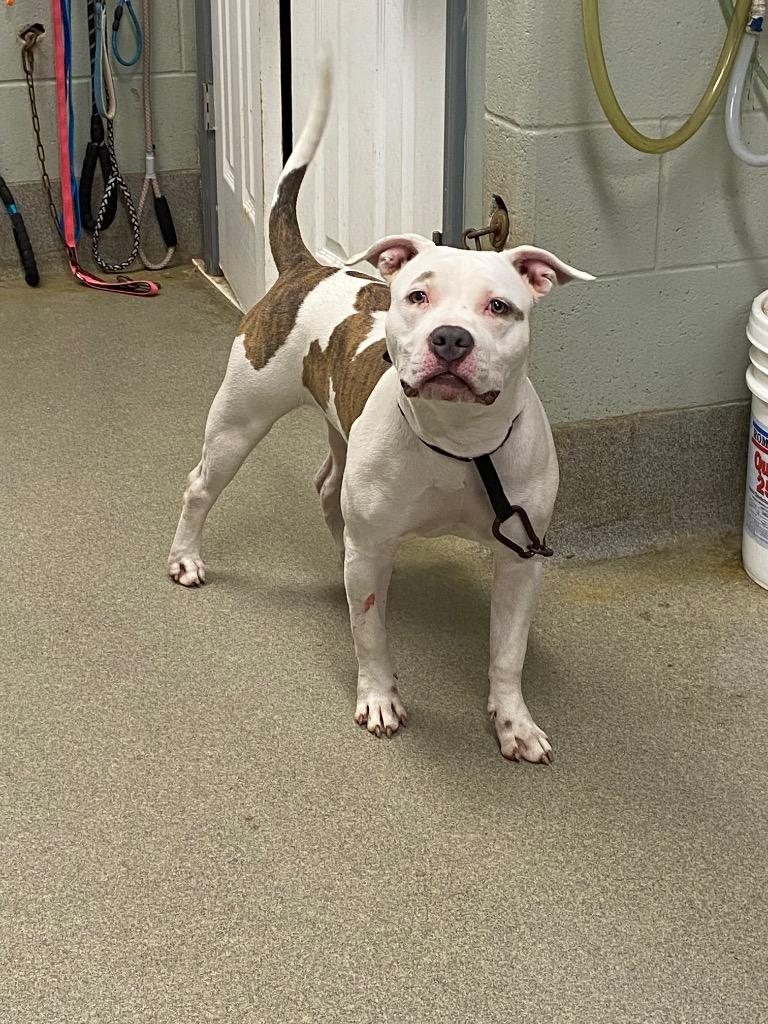 Enlarge Angel/Hennessy, a Adoptable Pit Bull Terrier in Hopkinsville, KY image 1/3