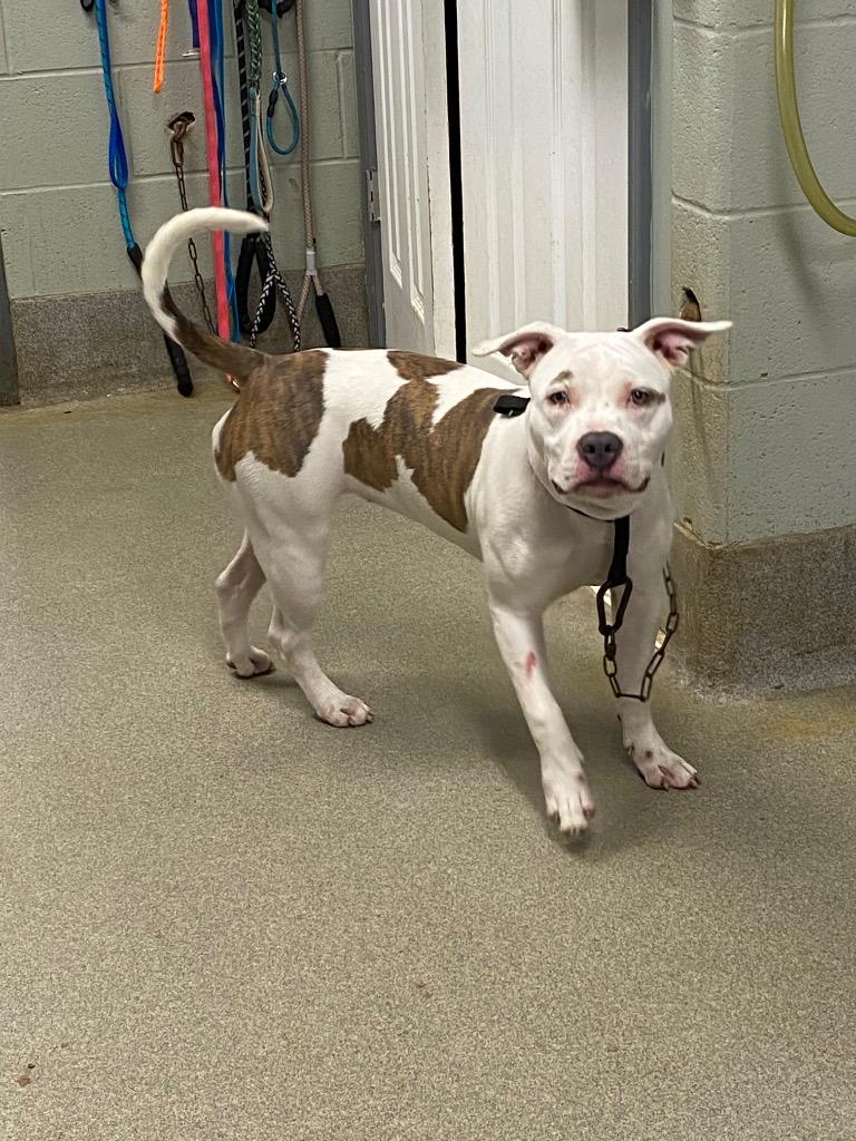 Enlarge Angel/Hennessy, a Adoptable Pit Bull Terrier in Hopkinsville, KY image 2/3