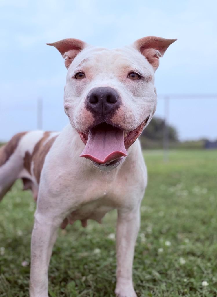Angel/Hennessy/Momma Hen, a Adoptable Pit Bull Terrier in Hopkinsville, KY image 5/6