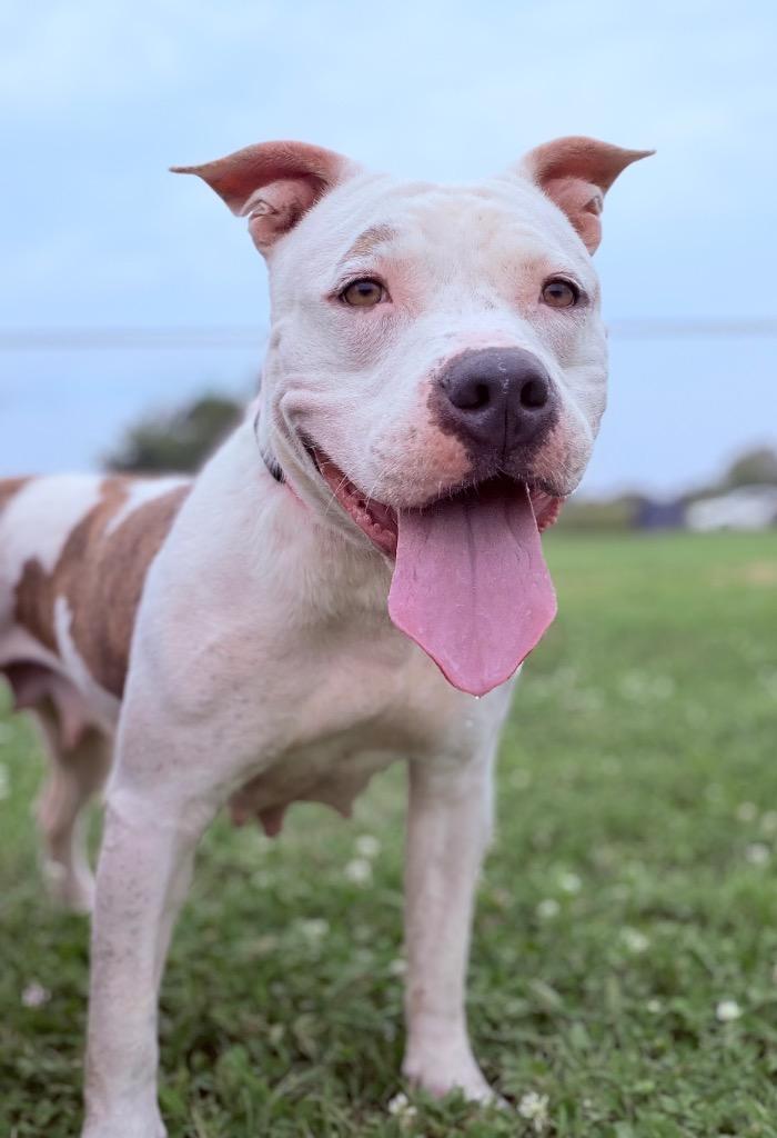 Angel/Hennessy/Momma Hen, a Adoptable Pit Bull Terrier in Hopkinsville, KY image 6/6