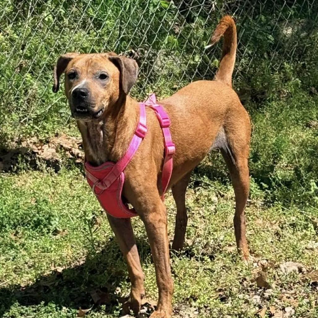 Honey, Adoptable, Adult Female Mixed Breed.