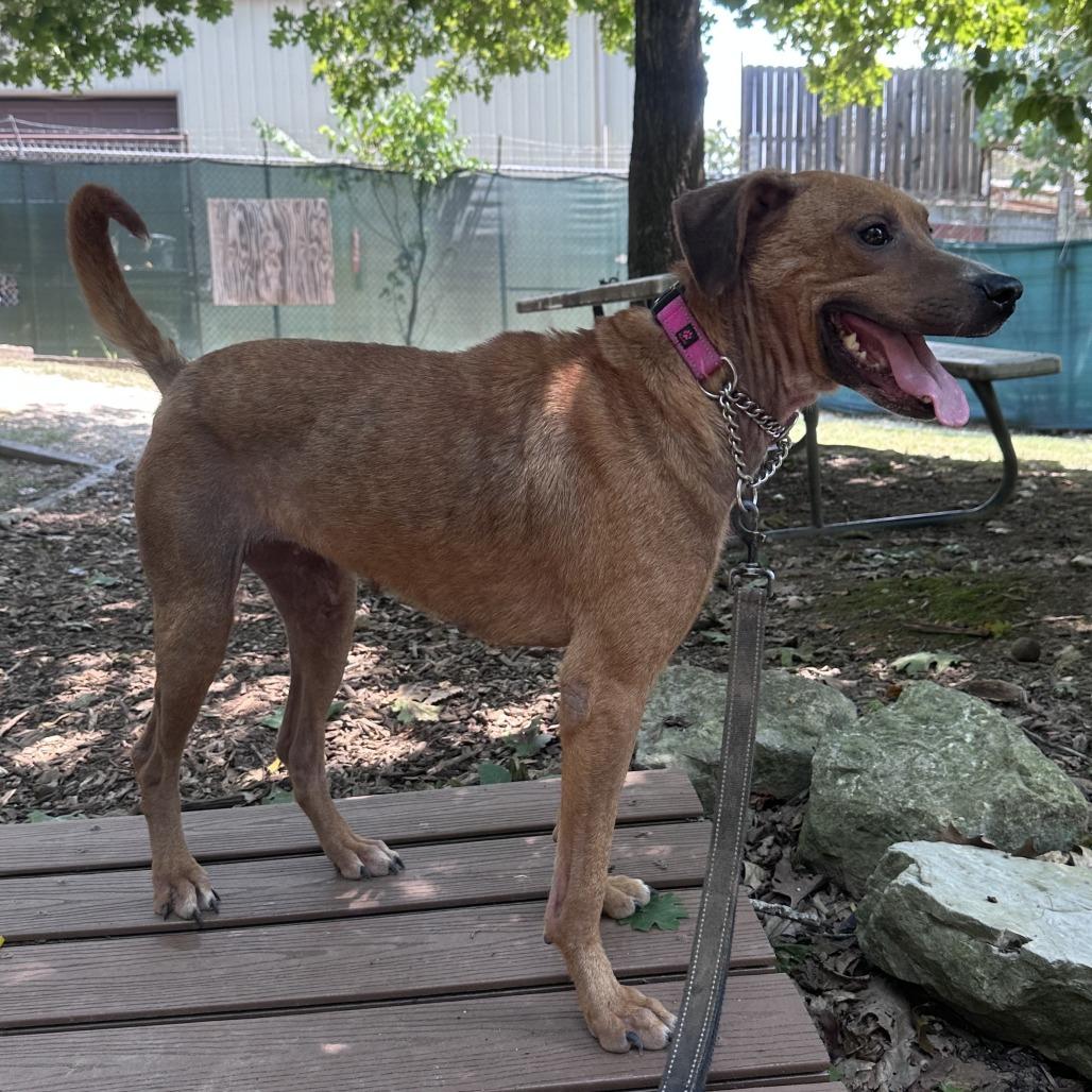 Enlarge Honey, a Adoptable Mixed Breed in Branson, MO image 1/6
