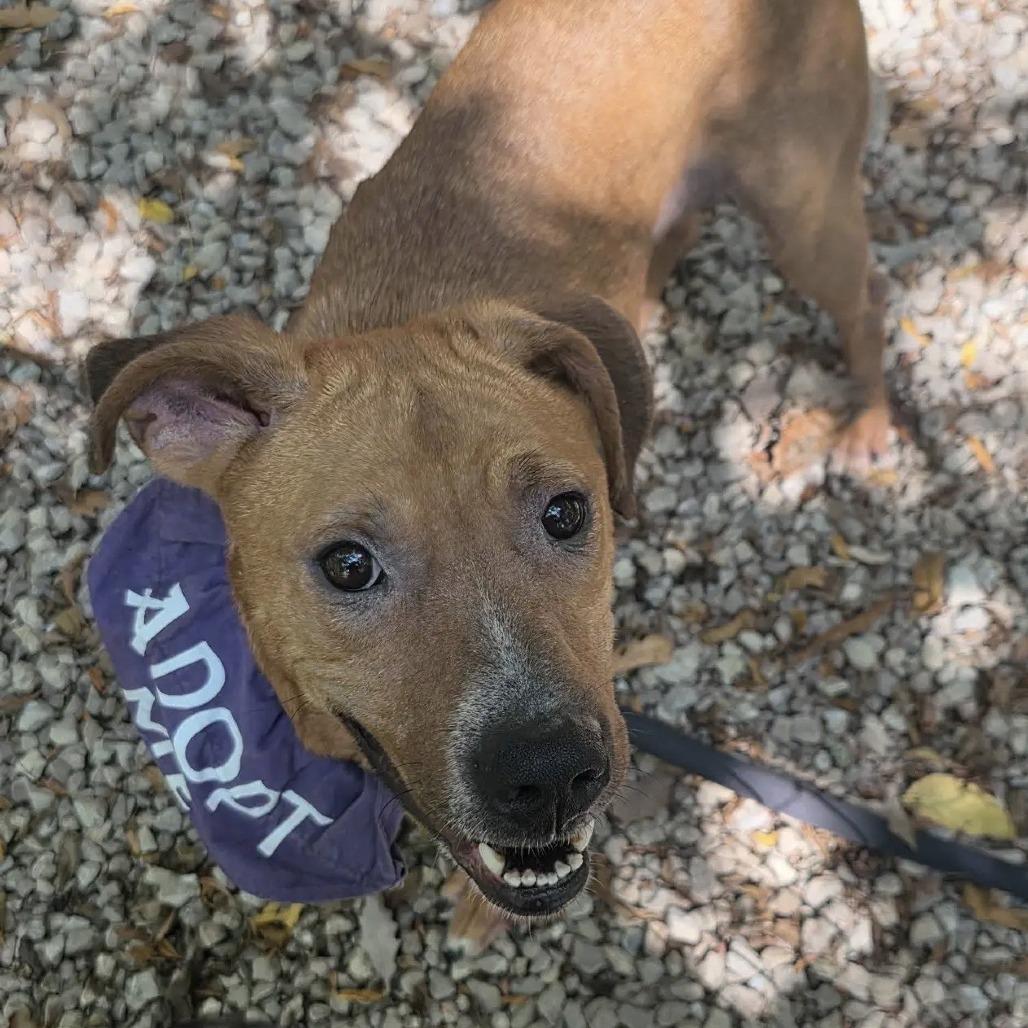 Honey, a Adoptable Mixed Breed in Branson, MO image 2/6
