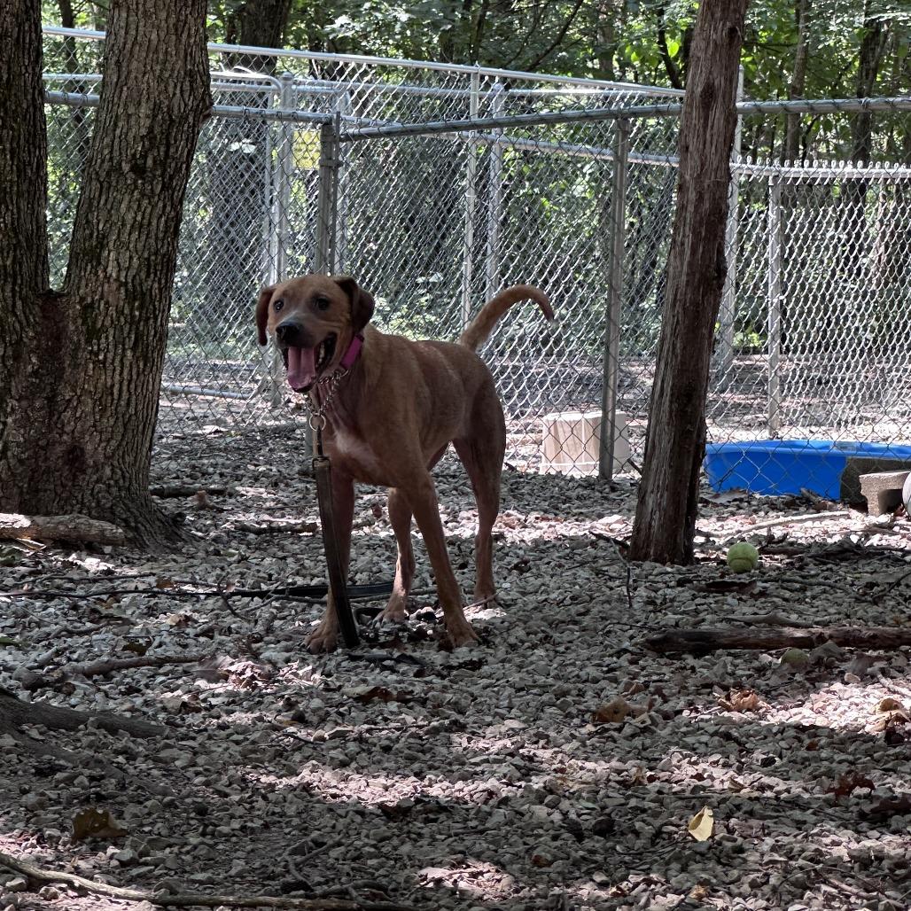 Enlarge Honey, a Adoptable Mixed Breed in Branson, MO image 2/6