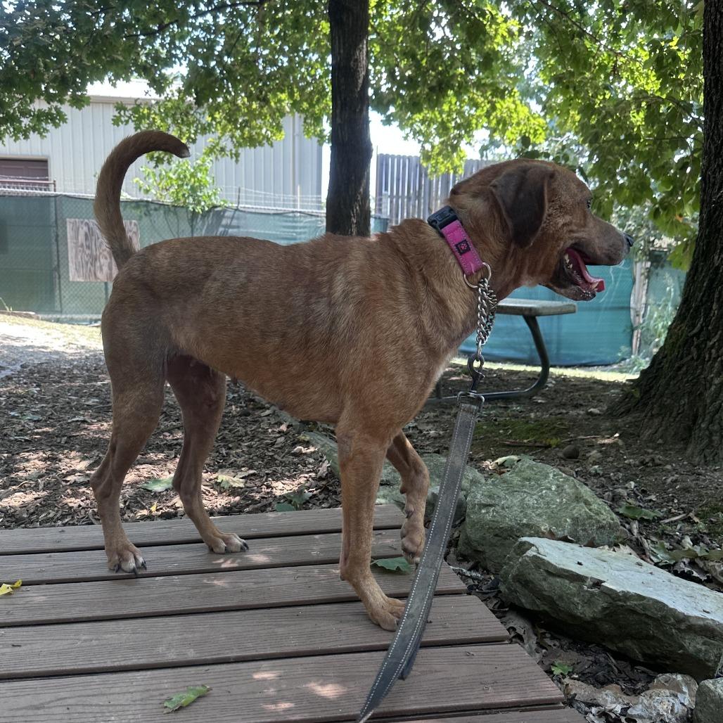 Enlarge Honey, a Adoptable Mixed Breed in Branson, MO image 3/6