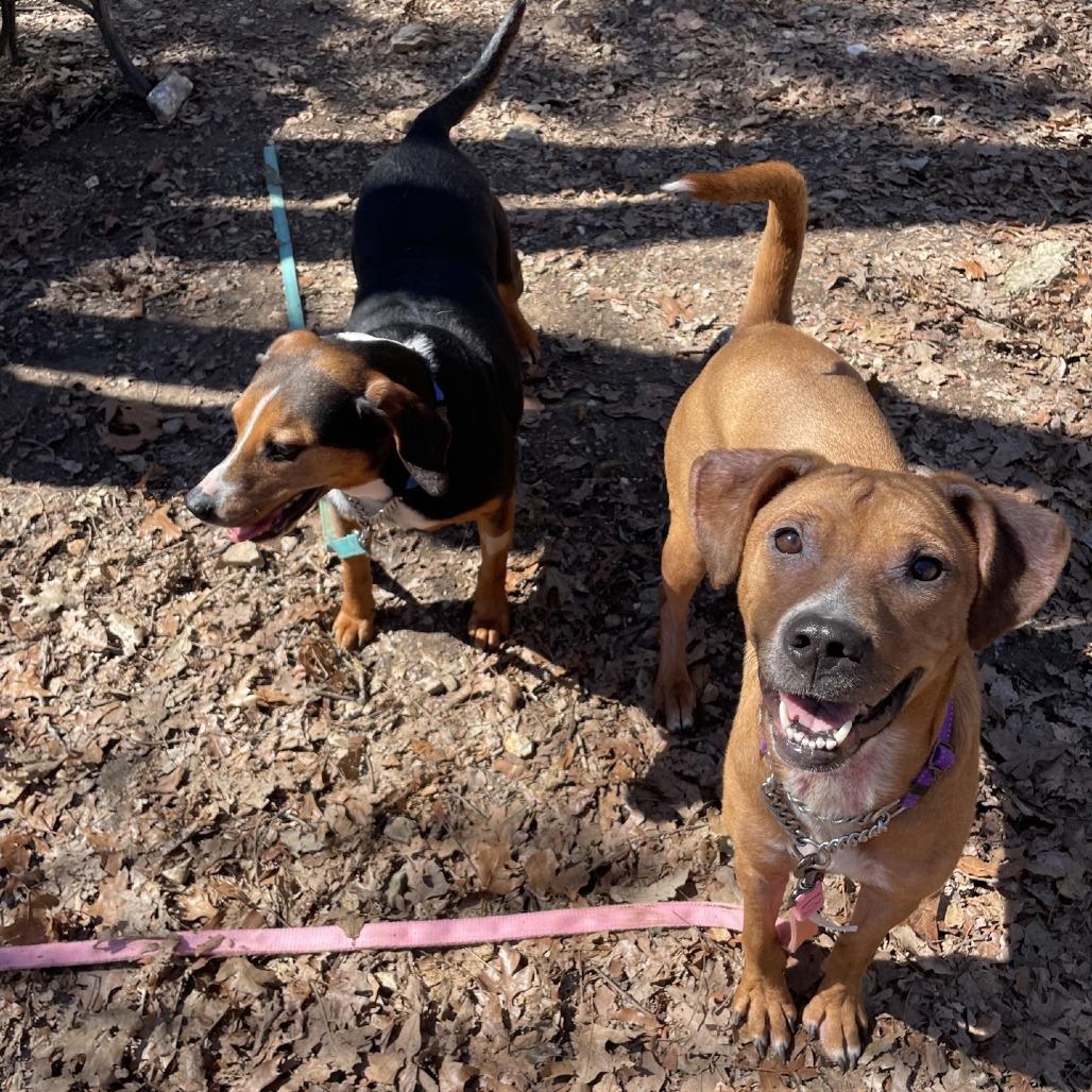 Honey, a Adoptable Mixed Breed in Branson, MO image 4/6