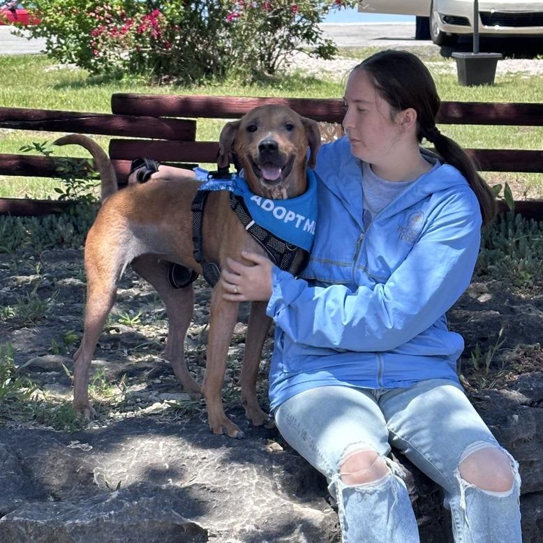 Enlarge Honey, a Adoptable Mixed Breed in Branson, MO image 4/6