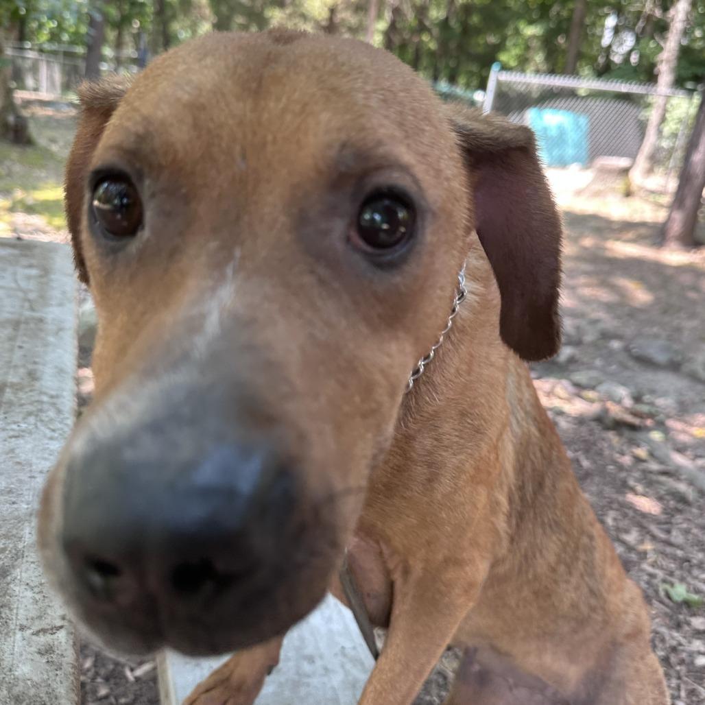 Enlarge Honey, a Adoptable Mixed Breed in Branson, MO image 4/6