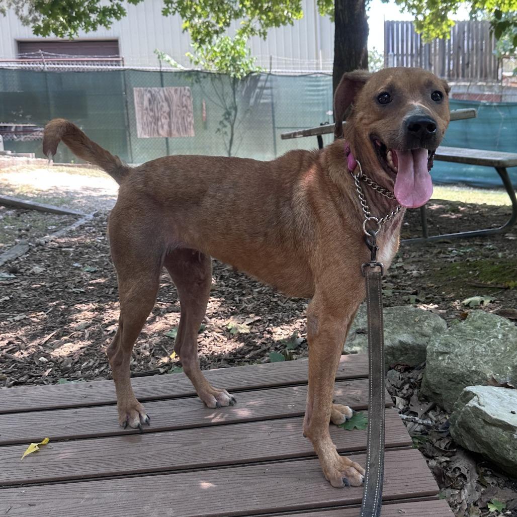 Enlarge Honey, a Adoptable Mixed Breed in Branson, MO image 6/6