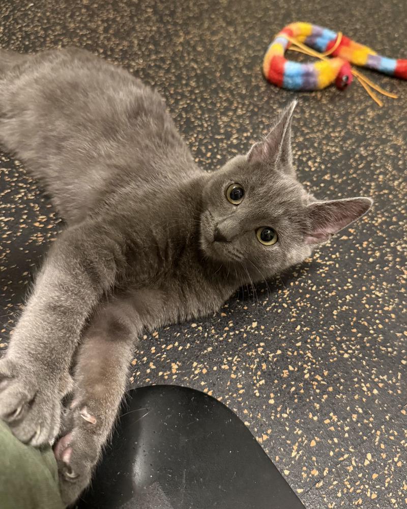 Chalk, Adopted, Kitten Male Domestic Short Hair & Russian Blue.