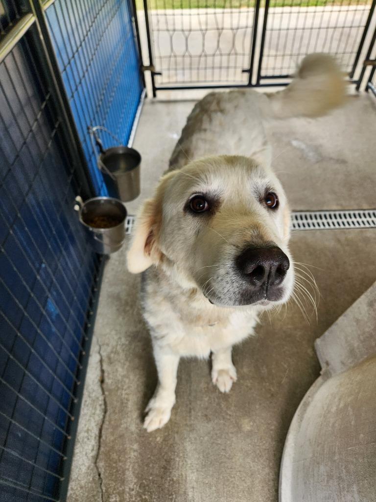 Jasmine, Adoptable, Young Female Great Pyrenees & Mixed Breed.