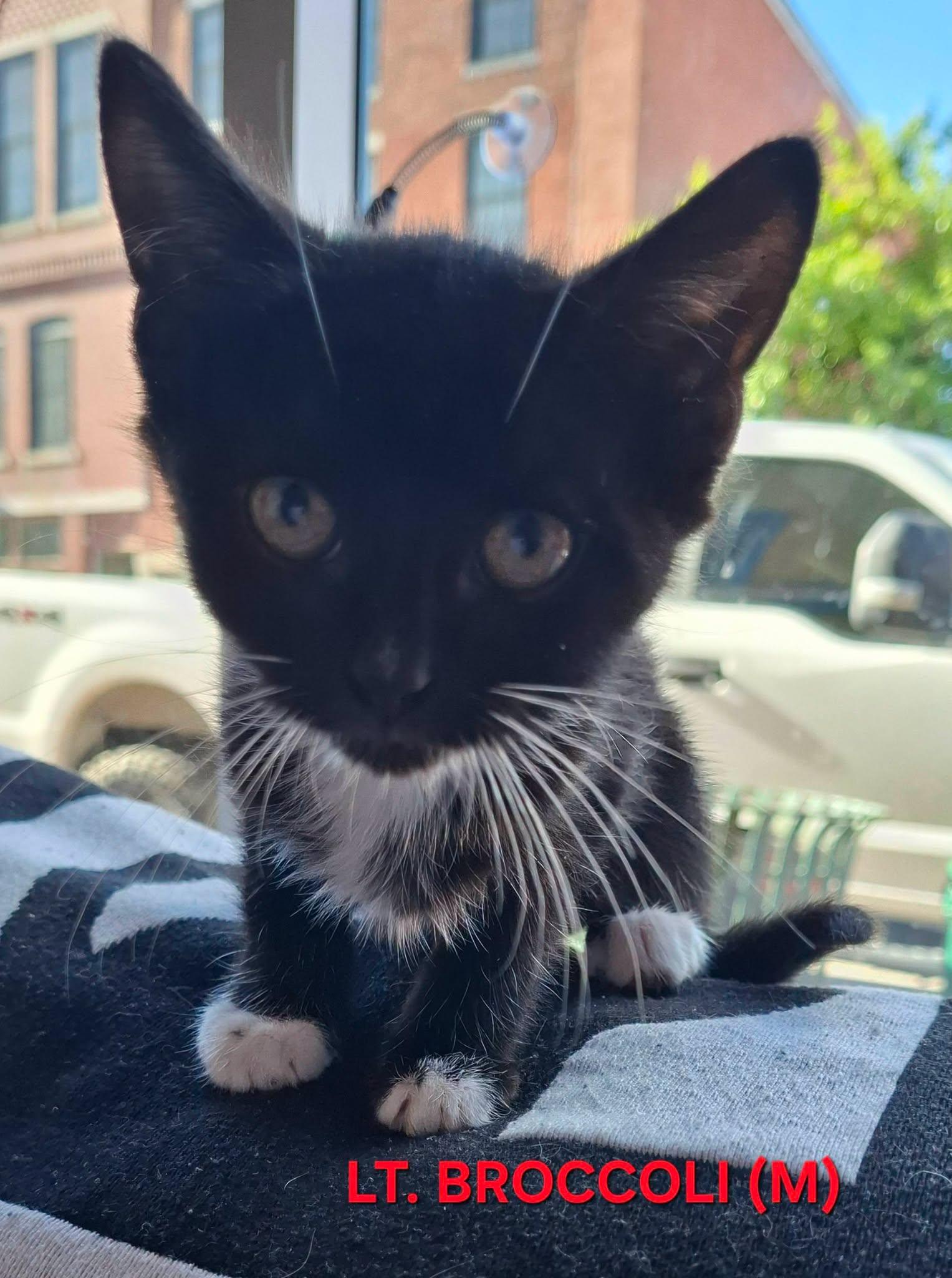 Lt. Broccoli, ADOPTABLE, Kitten Male Domestic Short Hair.