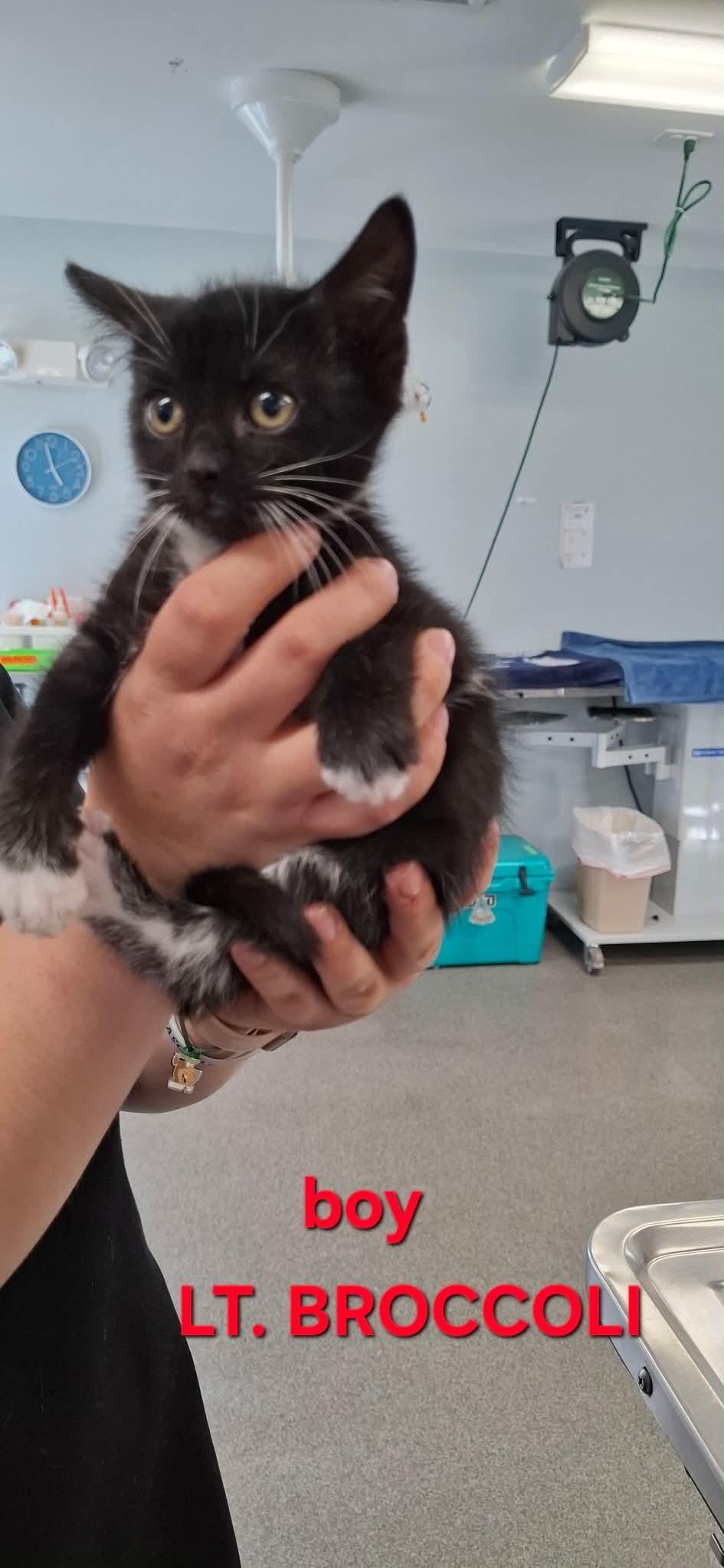 Enlarge Lt. Broccoli, a ADOPTABLE Domestic Short Hair in Rumford, ME image 2/2