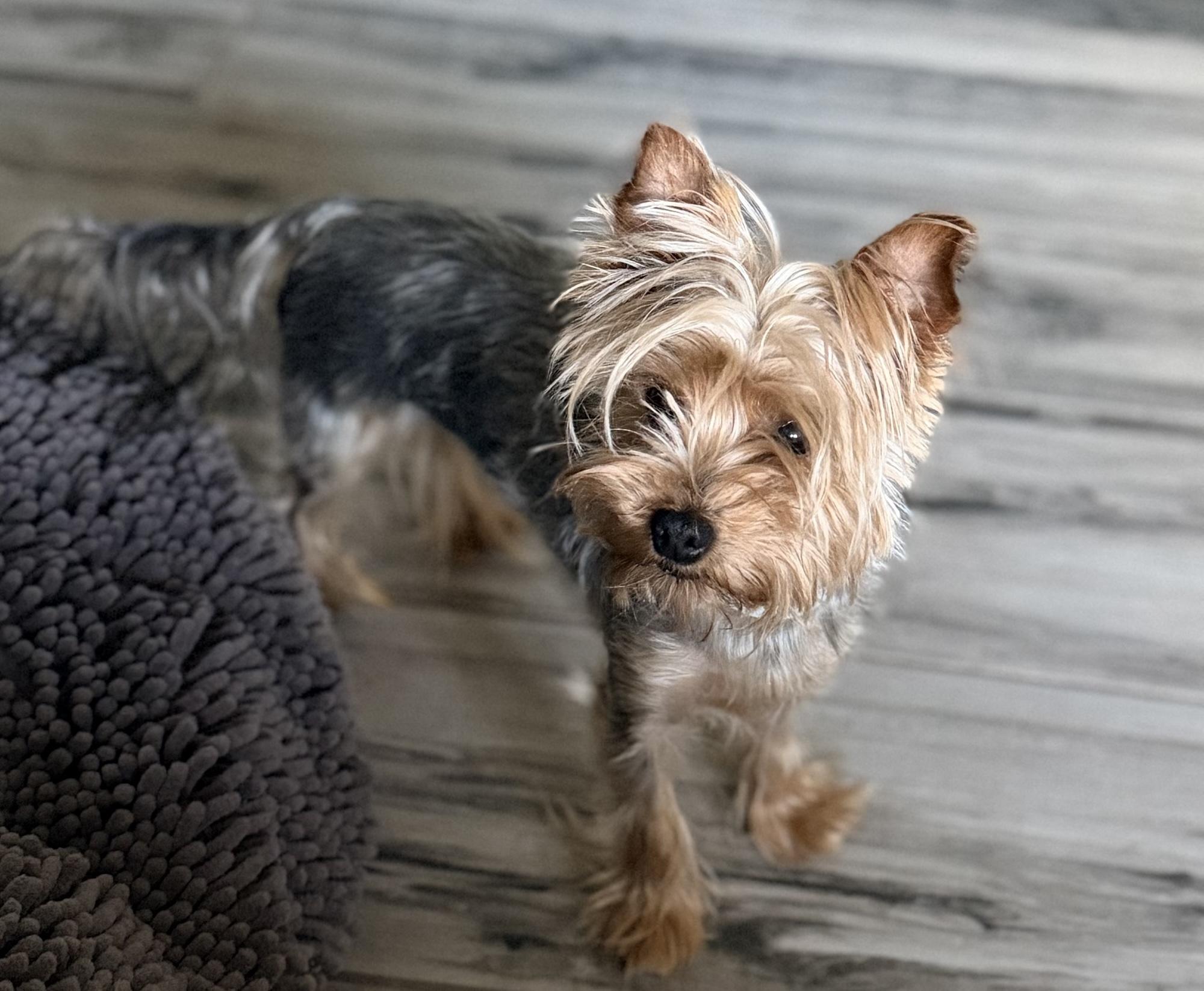 Renny, Adoptable, Adult Female Yorkshire Terrier & Yorkshire Terrier.