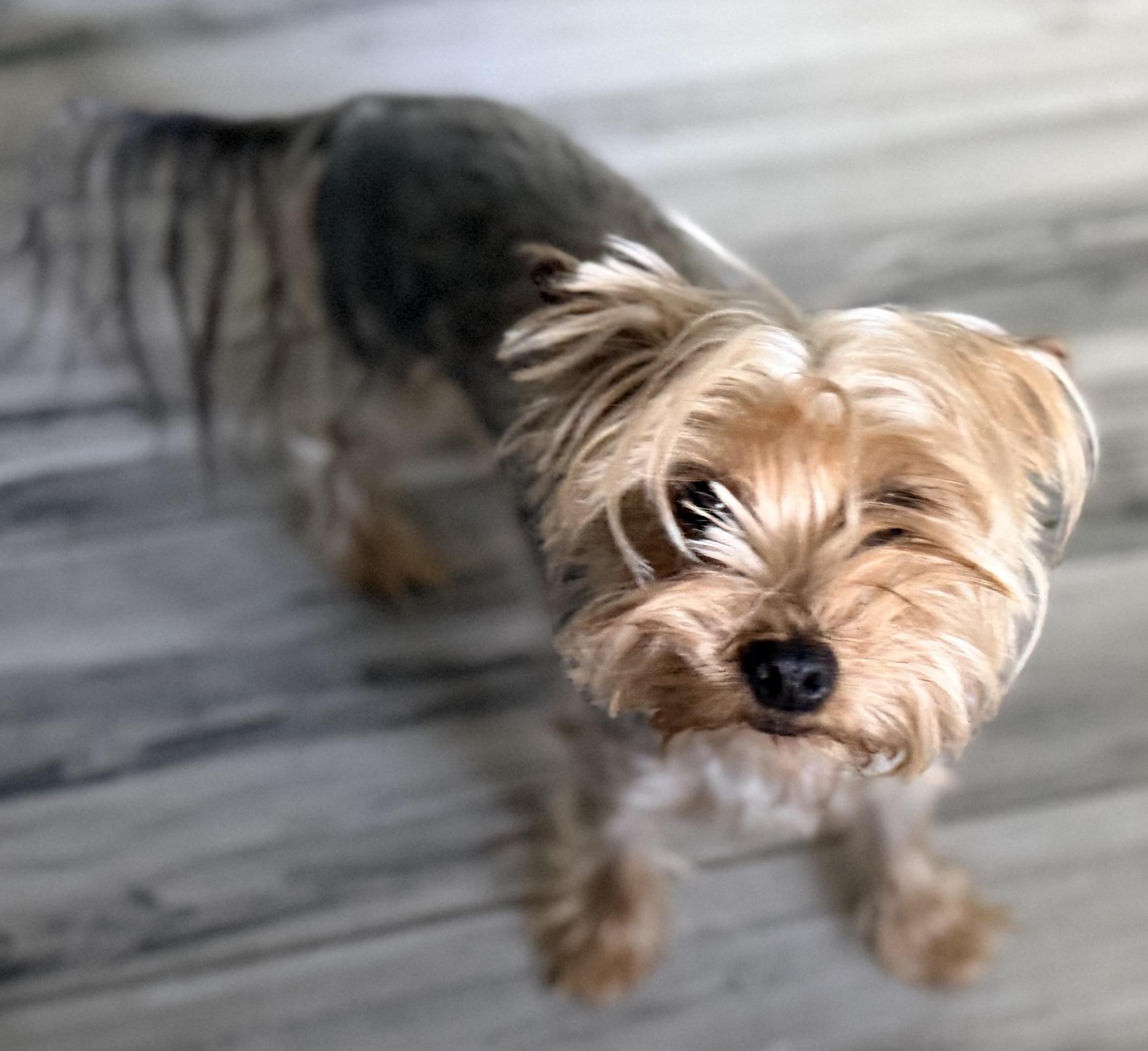 Renny, a Adoptable mixed breed in Scottsdale, AZ image 2/2