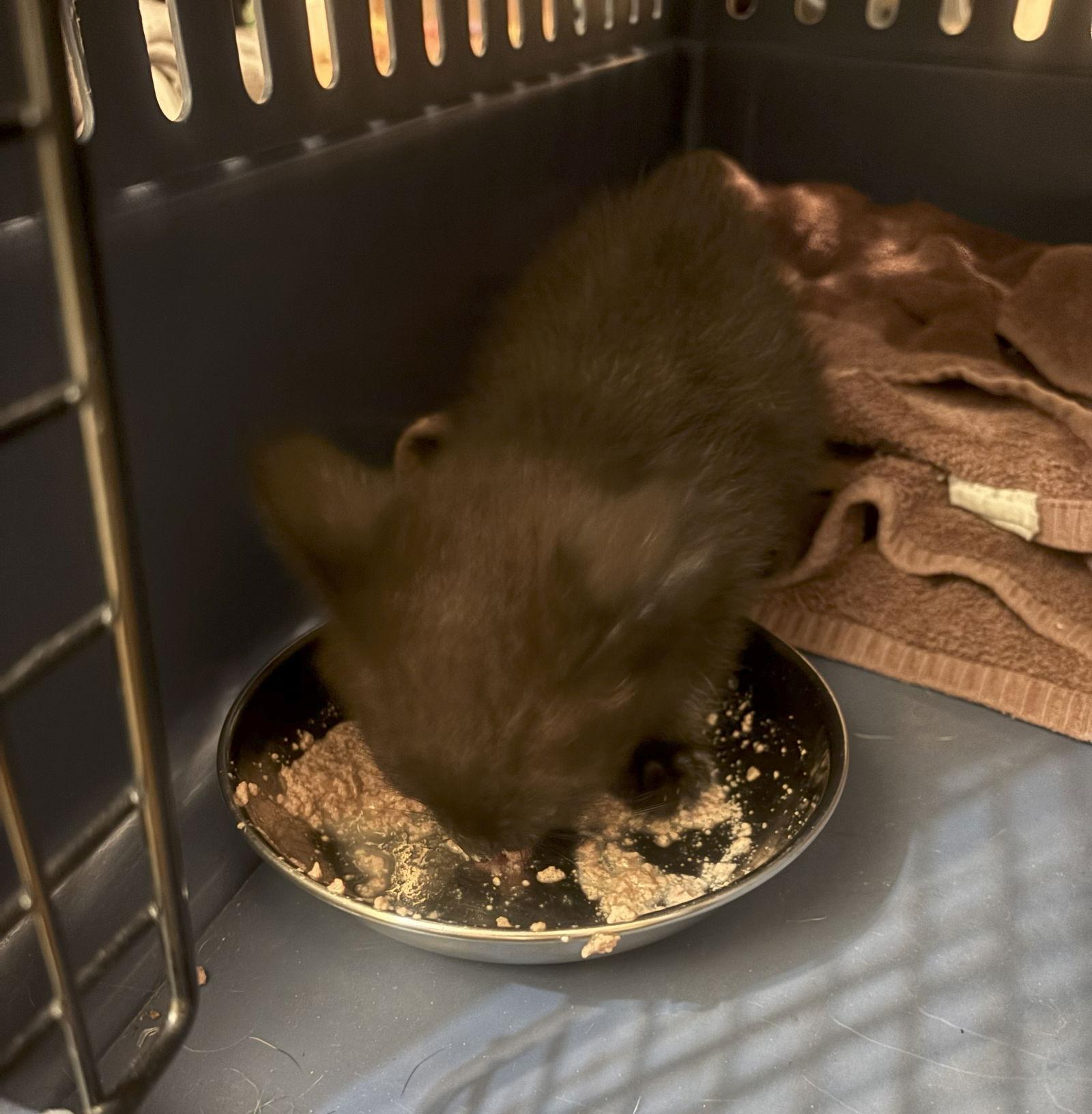 *Motor Oil, Adopted, Kitten Female Domestic Short Hair.