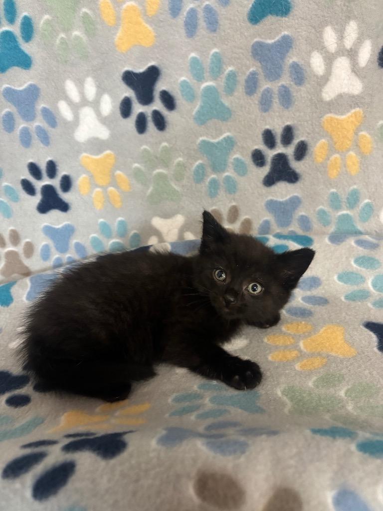 Enlarge Rico, a Adoptable mixed breed in Wabash, IN image 1/1