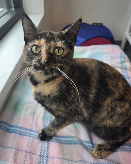Zoey, Adoptable, Adult Female Domestic Short Hair & Domestic Short Hair.