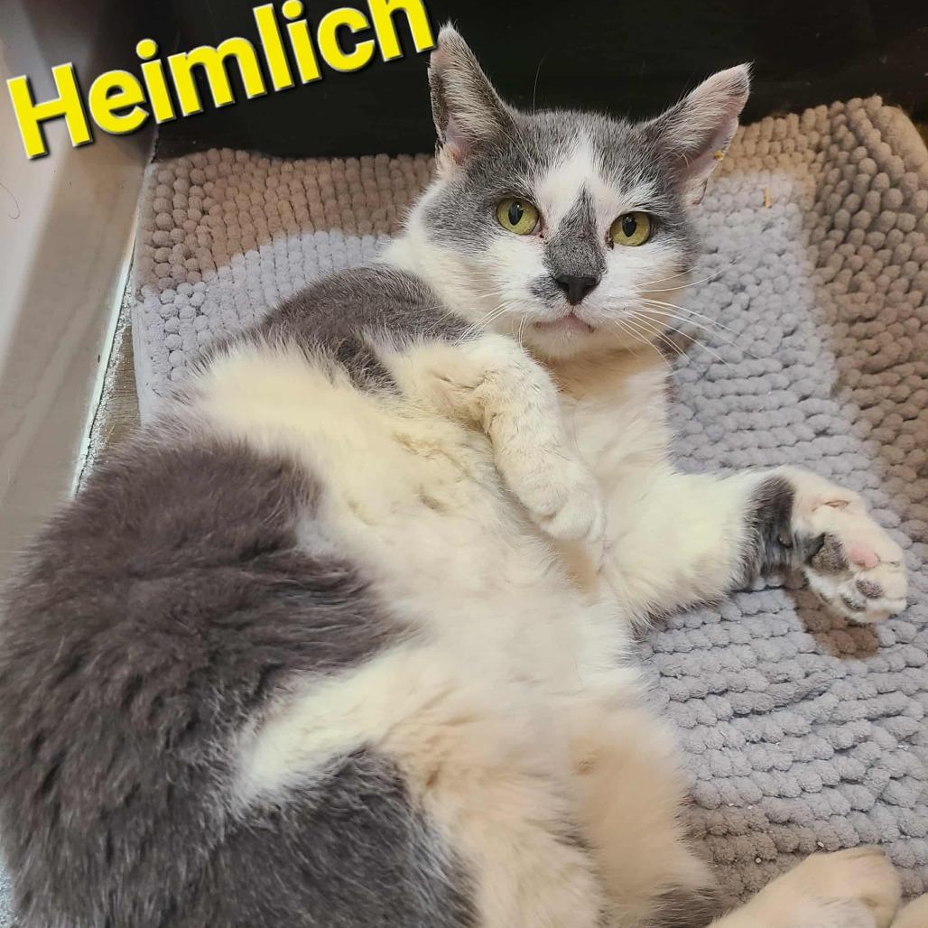 Heimlich, Adoptable, Senior Male Domestic Short Hair.