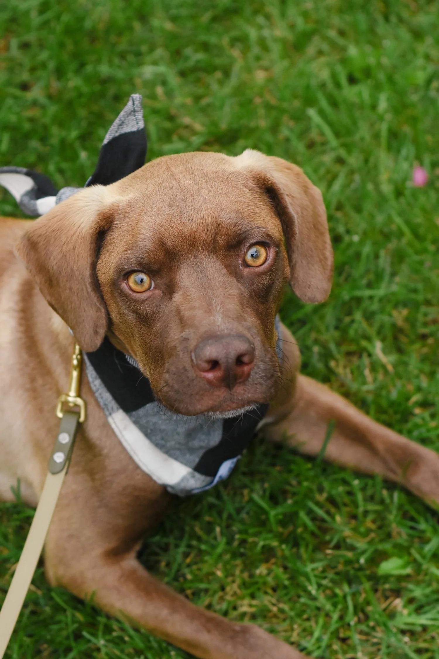 Enlarge HUEY, an adopted Mixed Breed in North York, ON image 1/6