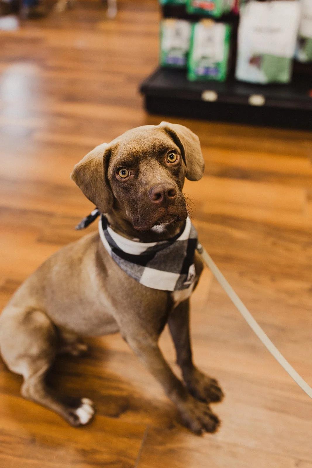 Enlarge HUEY, an adopted Mixed Breed in North York, ON image 2/6